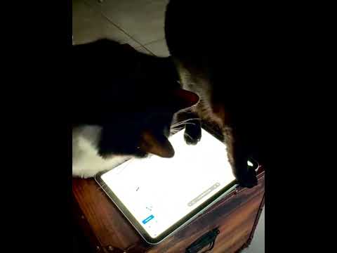 Mosquito Cat-cher