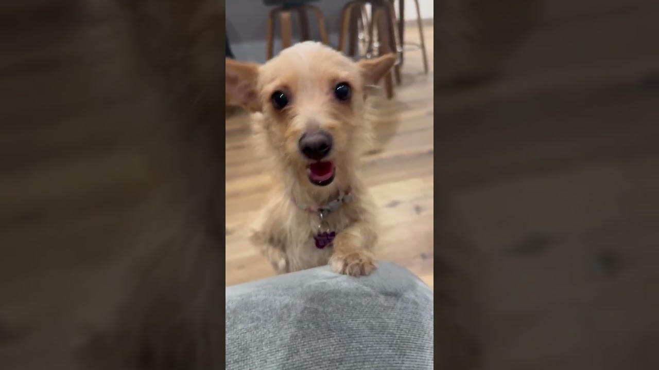 Enlarge Chickalita, a ADOPTABLE mixed breed in Thousand Oaks, CA video 2/2