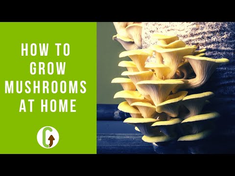How To Grow Mushrooms At Home (EASIEST Low Tech Method)| GroCycle