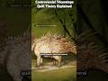 Controversial Triceratops Quill Theory Explained #dinosaur #fossil #science #paleontology