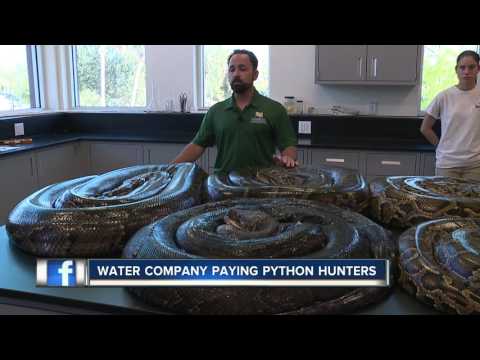 Florida Water Company Paying People to Hunt Pythons
