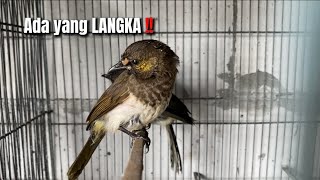 Download lagu Orang awam ga bakal tau‼️FAKTA CUCAK WILIS yang sebenarnya seperti ini‼️ mp3 Download lagu Orang awam ga bakal tau‼️FAKTA CUCAK WILIS yang sebenarnya seperti ini‼️ mp3