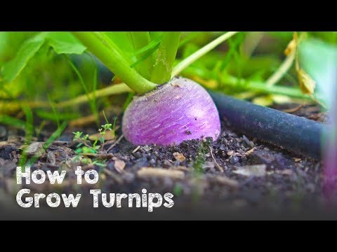 , title : 'How to Grow Lots of Turnips from Seed to Harvest'