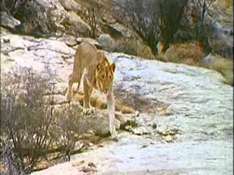 A Lion Named Christian