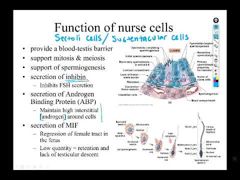Reproductive system part 2: Male reproductive anatomy and semen production