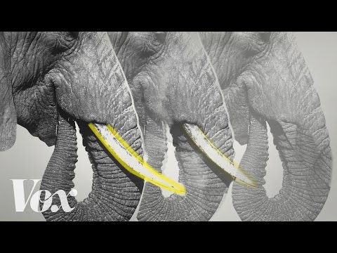 Poaching is Changing the Anatomy of African Elephants