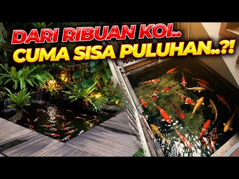 KOI DEHAKIMS UDAH SEGEDE INI... OTW JUMBO-JUMBO..?! 😱