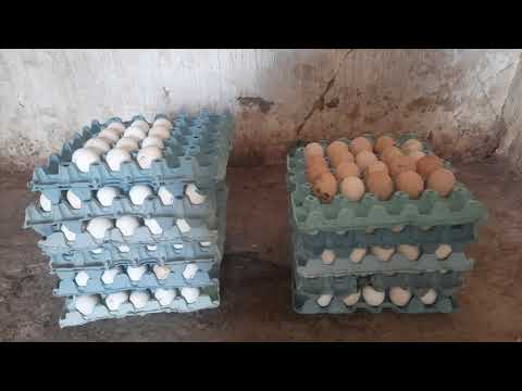 , title : 'قمت ببيع 260 بيضة فيومي.. وهذه هي الاعلاف التي اقدم للدجاج من اجل الحصول على أعلى نسبة من البيض'