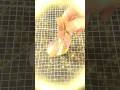 Twisty Fidget Ball – Satisfying 3D Print in Action! #3dprinting #3dprinted #toys #fidgettoys #ball