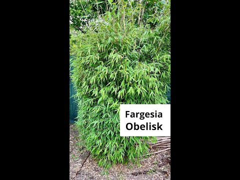 Bambus Fargesia Obelisk | Bambusář.cz