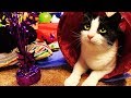 MY KITTENS FIRST BIRTHDAY PARTY