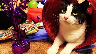 MY KITTENS' FIRST BIRTHDAY PARTY!