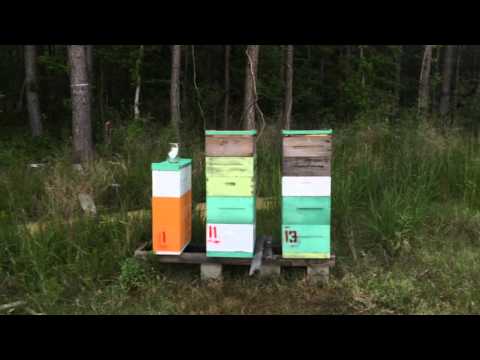 Setting Up for Honey Flow 2016