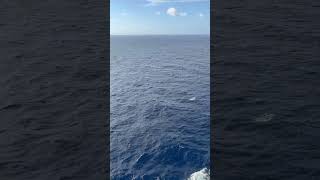 MSC Grandiosa cruise ship from Palermo to Ibiza