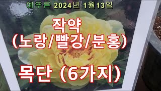 24년1.13 ) 작약(노랑 빨강 분홍) / 목단(6가지)