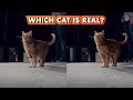 Which Goose the Cat is Real? | Making Marvel Studios' Captain Marvel