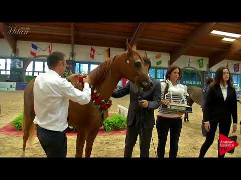 N.25 ASHWAQ AL SHAQAB - Milan 2018 - Junior Fillies Championship (Class 17) 2nd place