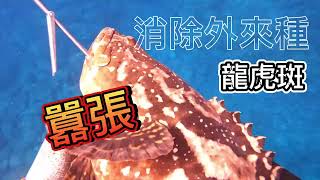 【海野人 Spearfishing 】Vlog.消除外來種 龍虎斑 龍膽石斑x老虎斑
