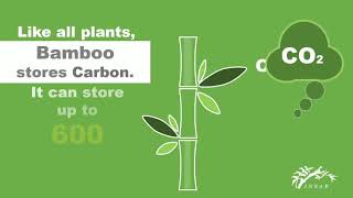 ThinkBamboo - Bamboo for Sustainable Developmentrea interés