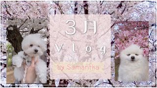 ３月Vlog🌷犬２匹と実家暮らしby Samantha🌷