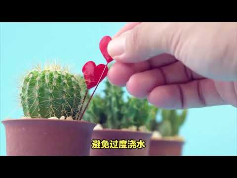 仙人掌多久澆一次水