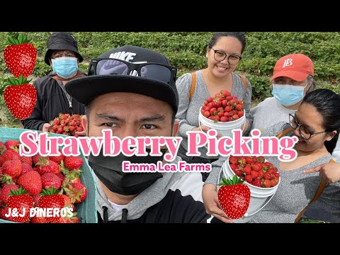 STRAWBERRY PICKING AT EMMA LEA FARMS| PINOY IN CANADA|J&J DINEROS