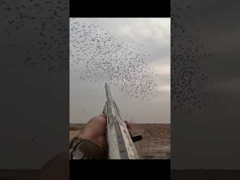 Starling Birds Shooting 100+ down #chasse #goosehunting #hunting #starling #birdhunting
