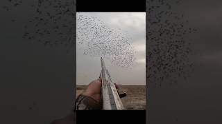 Download lagu Burung Jalak Menembak 100 ke bawah #berburu #berburuangsa #berburu #jalak #berburuburung mp3 Download lagu Burung Jalak Menembak 100 ke bawah #berburu #berburuangsa #berburu #jalak #berburuburung mp3