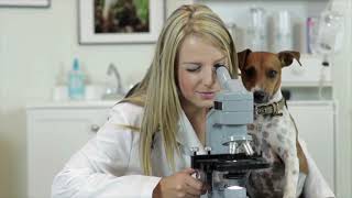 Dr. Evelyn Explains Ear Infections In Pets