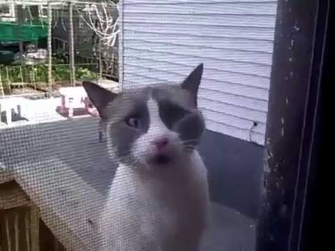 YouTube video preview