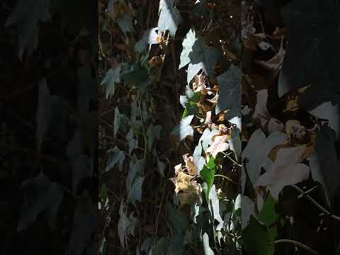 8 Murdoch Drive, Singleton, WA 6175, 3房, 1浴, House