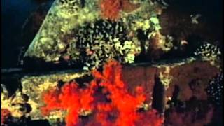 Vintage Scuba Diving video - The Silent World
