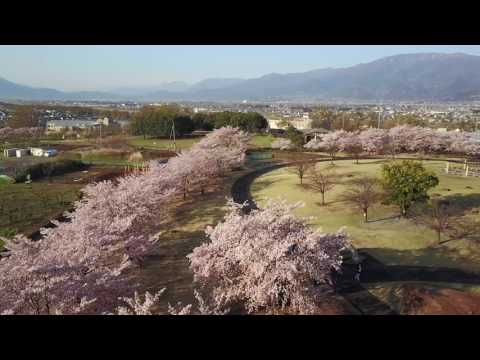 ドラゴンパーク桜