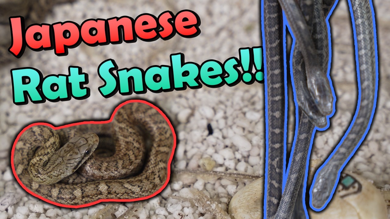 We Finally Bred Japanese Rat Snakes!!