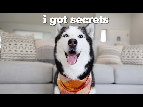 Husky Has Funny Conversation with a Pet Psychic!