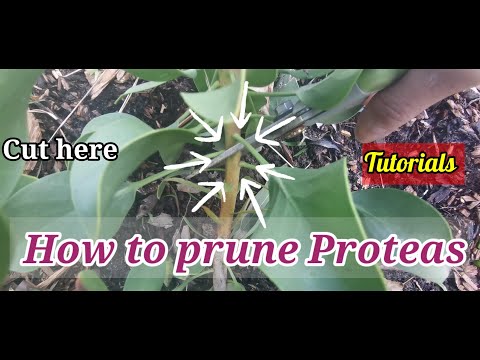 How to prune Protea  little prince#Pruning Proteas#How to prune protea tutorials ตัดแต่งกิ่ง Proteas