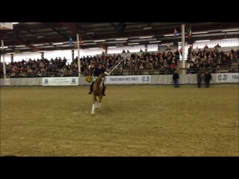 Mount Etna xx Trakehner Körung und Hengstschau