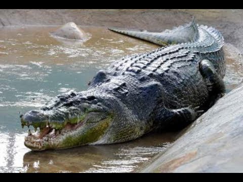 Le plus grand crocodile du monde [Doc HD] - Le roi des crocodiles