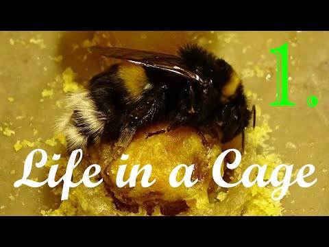 Bumblebees - Life in a Cage: Part 1/10 - START of the Breeding - 10 typical Bombus terrestris nests