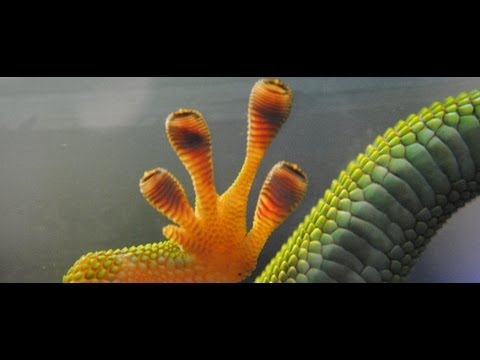 Bionik: Wie aus Geckofüßen Hightech wird