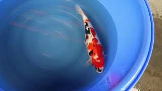 video van Showa SH-V23-01233