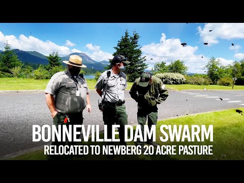 Bonneville Dam Swarm relocated to Newberg 20 Acre Pasture