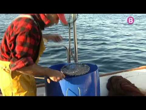 Inicio temporada del jonquillo/chanquete (Aphia minuta) 2013/2014