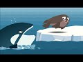 The Seal vs Orca (killer whale) vs Polar Bear. Who would win? Work Together