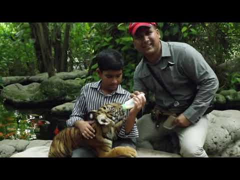 SAMIN YASAR FEEDING TIGER AT SAFARI PARK BANGKOK THAILAND - - SAIMON & HAMIDA FAMILY