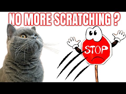 How To Stop Cat From Scratching Couch Bad Kitty | British Shorthair Cat and Kittens | Not So Funny