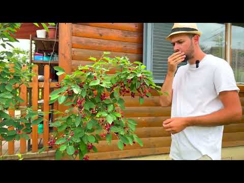 Rézvörös fanyarka - Amelanchier lamarckii