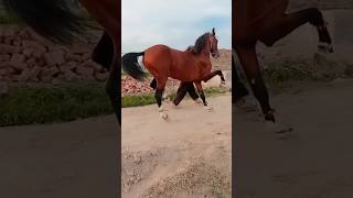 Miya Bhai#shorts#dancing Horse#viral #usmanking49