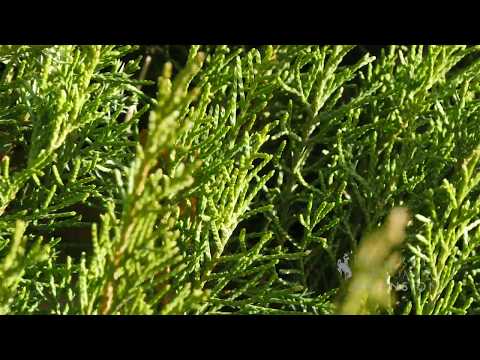 Juniper Pruning | From the Ground Up