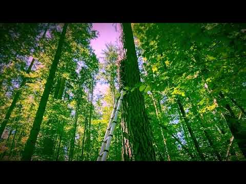 Treebeekeeping, Zeidlerei